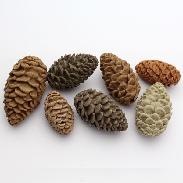 Katy Sue Mold Pine Cones by Nicholas Lodge